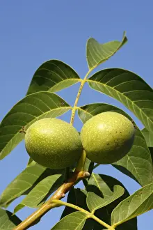 Nuts Prints: Common walnut / English walnut