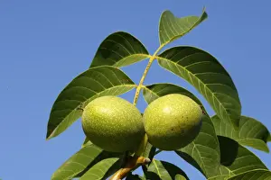 Common walnut / English walnut