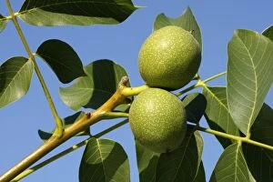 Trees Collection: Common walnut / English walnut