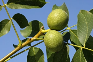 Common walnut / English walnut Common walnut / English walnut