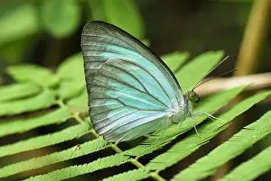 Butterfly Prints: Common Wanderer Butterfly Kheaun Sri Nakarin N. P. Thailand