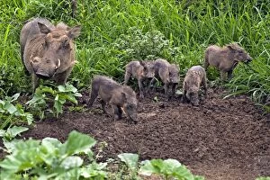 Images Dated 30th November 2011: Common Warthog - family