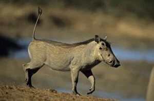 Images Dated 29th August 2006: Common Warthog - Lives in open and arid areas in central and southern Africa - In spite of great