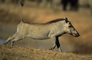 Images Dated 29th August 2006: Common Warthog - Running. Lives in open and arid areas in central