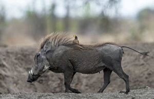 Common Warthog walking with Red-billed Oxpecker