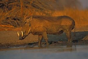 Images Dated 3rd August 2006: Common Warthog - By water pool - Lives in open and arid areas in central