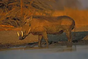 Warthogs Prints: Common Warthog - By water pool - Lives in open and arid areas in central