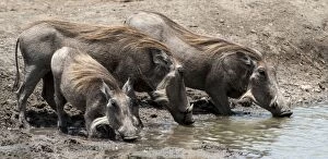 Common Warthogs drinking from water hole