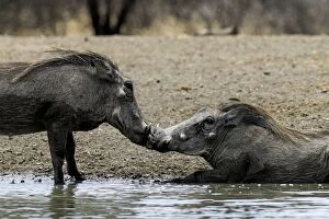 Common Warthogs grooming