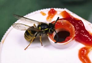 Images Dated 19th October 2004: Common Wasp Eating tomato ketchup from the bottle Reading kitchen, UK