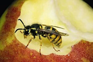 Images Dated 19th May 2004: Common Wasp Feeding on Apple core, UK