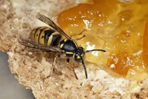 Antennae Prints: Common Wasp - feeding om marmalade - UK