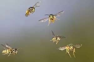 Images Dated 14th August 2009: Common Wasp - group in flight