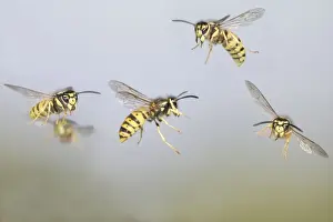 Wasp Prints: Common Wasp - group in flight - Bedfordshire UK 007750