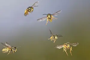 Common Wasp - group in flight - Bedfordshire UK 007776