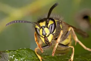 Wasp Prints: Common Wasp - head-on close-up, early autumn. Dorset