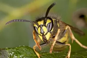 Images Dated 15th August 2010: Common Wasp - head-on close-up, early autumn