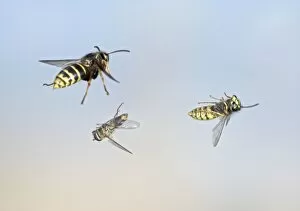 Flies Gallery: Common Wasp and Hover fly swerve to avoid Median wasp (Dolichovespula media)
