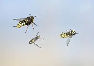 Common Wasp and Hover fly swerve to avoid Median wasp (Dolichovespula media) - Bedfordshire UK 007693