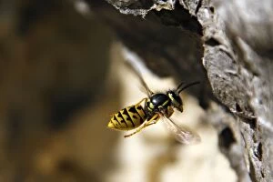Images Dated 27th October 2007: Common wasp - at nest