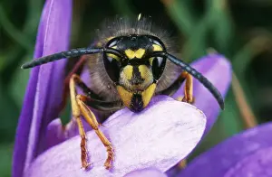 Common Wasp UK