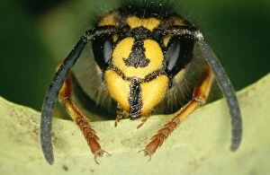 Images Dated 10th August 2004: Common Wasp UK