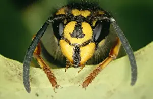Common Wasp UK
