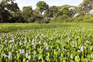Images Dated 12th October 2011: Common Water Hyacinth