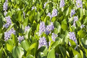 Images Dated 12th October 2011: Common Water Hyacinth