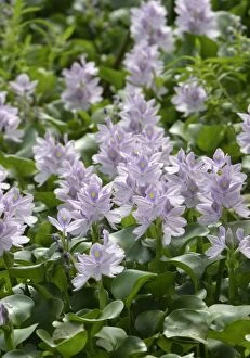 Images Dated 26th April 2004: Common Water Hyacinth. Llanos, Venezuela Fam: Pontederiaceae