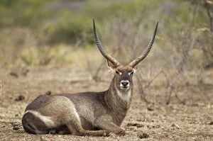 Images Dated 20th September 2010: Common Waterbuck