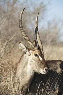 Images Dated 17th September 2011: Common Waterbuck