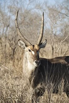Images Dated 17th September 2011: Common Waterbuck