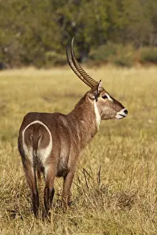 common waterbuck, Moremi NP, Botswanan