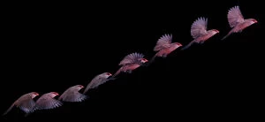 Wing Gallery: Common Waxbill decomposition of flight movement