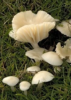 Images Dated 4th November 2005: A common waxcap, in grassland