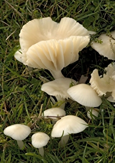 Meadow waxcap in grassland