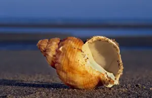 Marine Prints: Common whelk on the beach North sea, Belgium