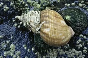 Images Dated 5th July 2010: Common Whelk Shell - with worm tubes on shell