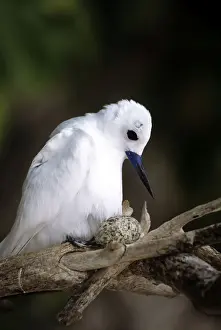 Incubating Prints: Common White Tern - moving on top of egg for incubation
