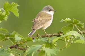 Images Dated 15th May 2007: Common Whitethroat - Male
