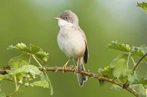 Images Dated 15th May 2007: Common Whitethroat - Male
