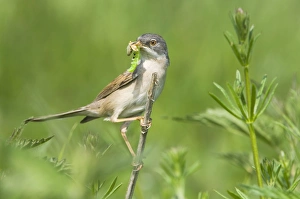 Common Whitethroat