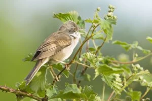 Images Dated 15th May 2007: Common Whitethroat - Male singing