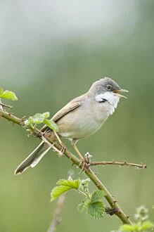 Images Dated 13th May 2007: Common Whitethroat - Male singing - The netherlands - Overijssel - De Wieden