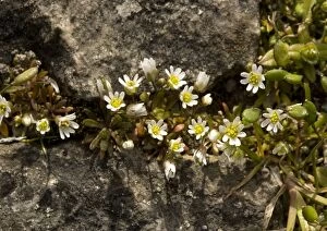 Images Dated 18th March 2005: Common whitlow-grass - growing on wall