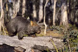 Wombat Prints: Common Wombat Australia