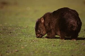 Common Wombat - feeding on grass
