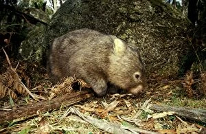 Common Wombat - foraging beside boulder