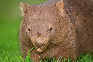 Food In Mouth Prints: Common Wombat - frontal portrait of an adult feeding on lush grass on a meadow at dawn - New South Wales